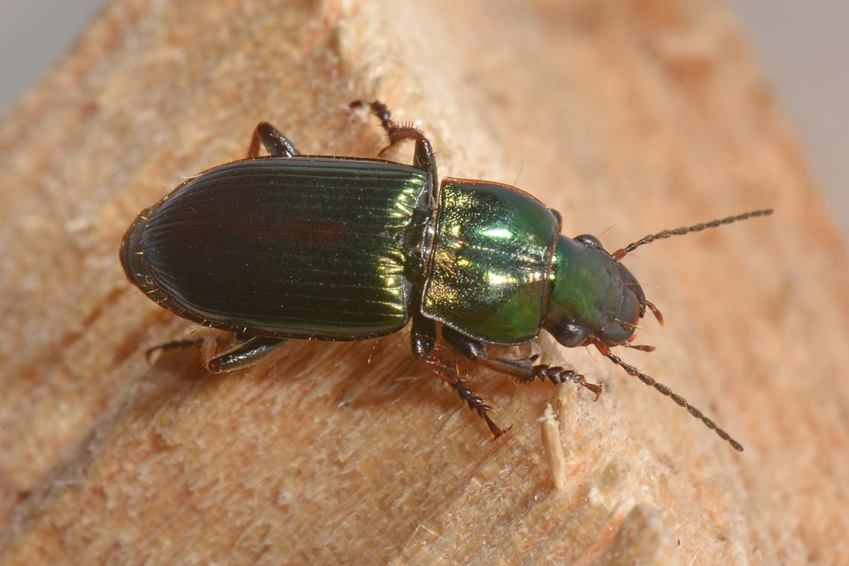 Carabidae: Harpalus honestus? No, Harpalus distinguendus